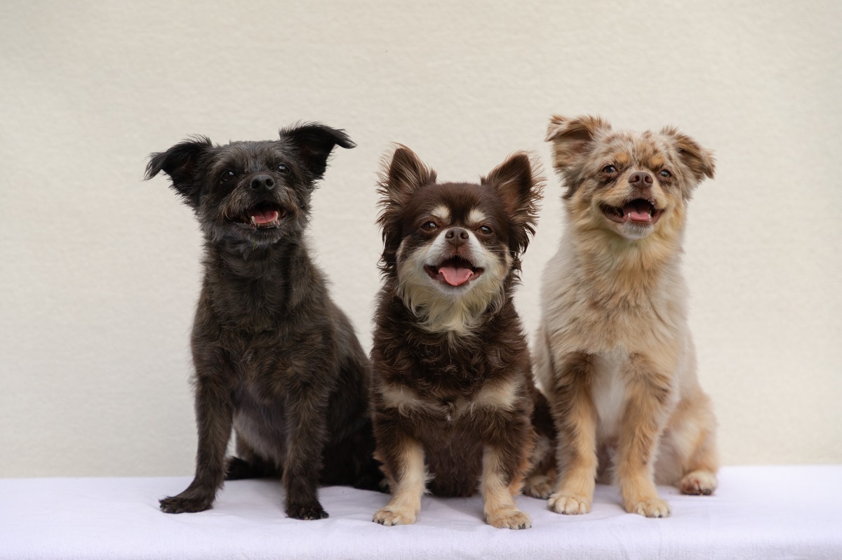 Drei Hunde nach der Pflege